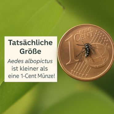 ACHTUNG Tigermücken!