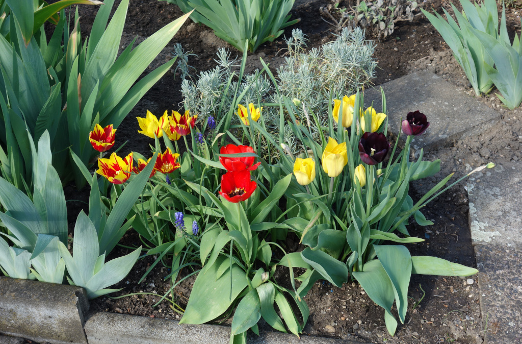 Blumenbeet